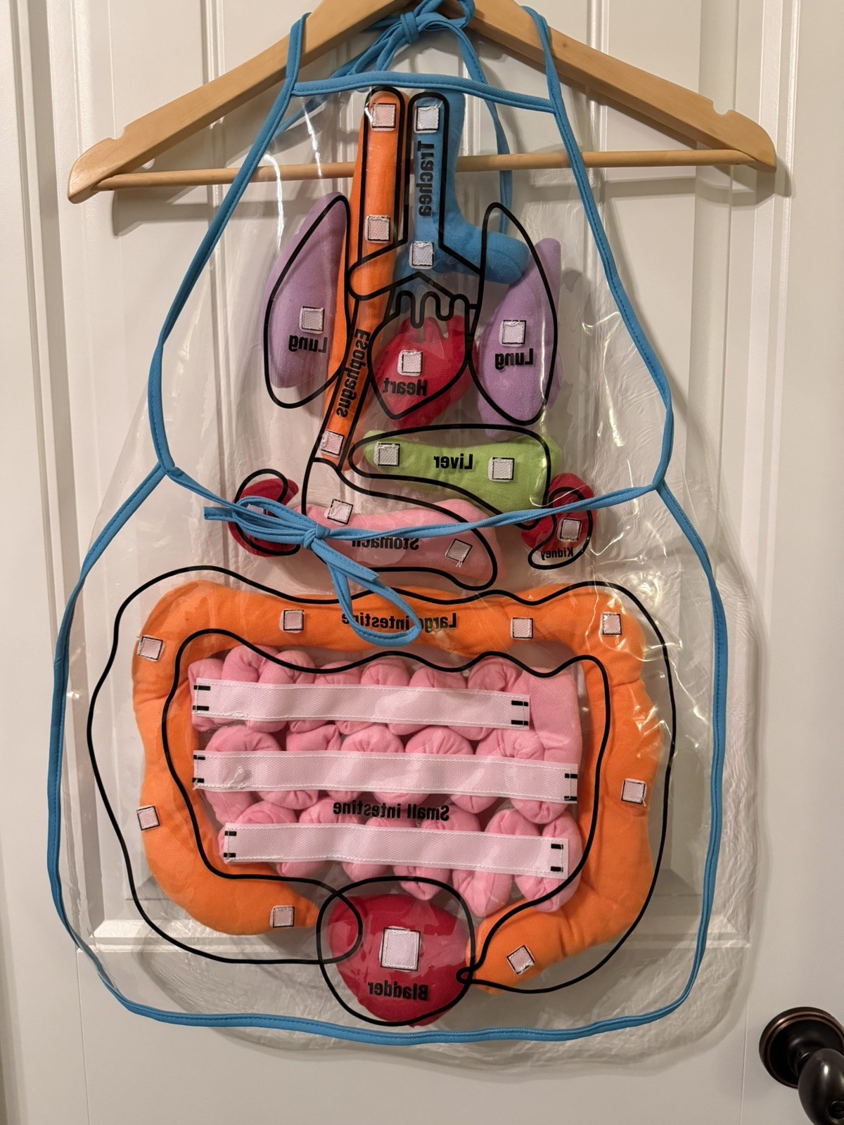 Vocheer 3-D Human Body Internal Organs Apron Learning Educational Toy