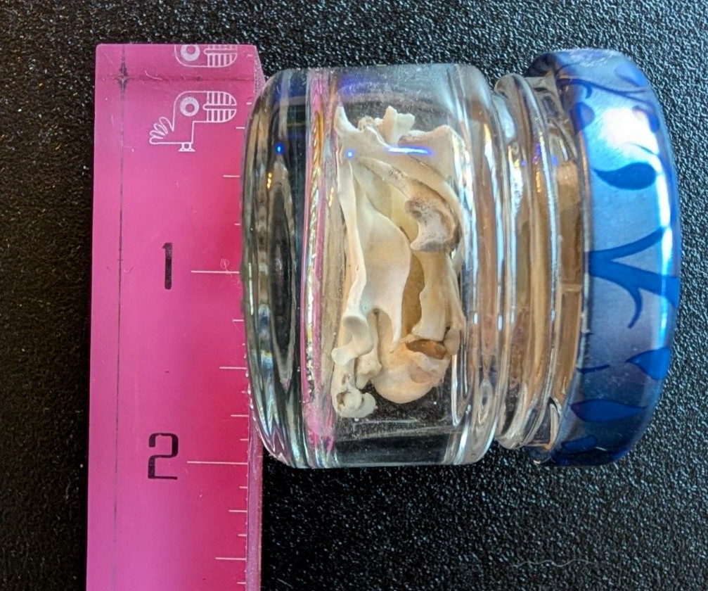 30 to 35 Owl Pellet Bones in a Small Glass Jar and a Bone Identification Chart.