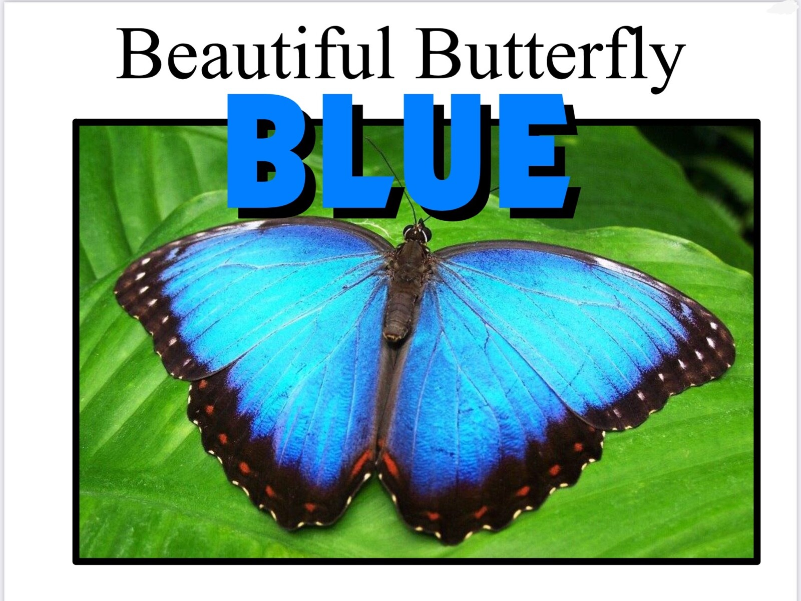 BLUE | Beautiful Butterfly Blue | LEARNING COLORS | Spiral Bound Picture Book