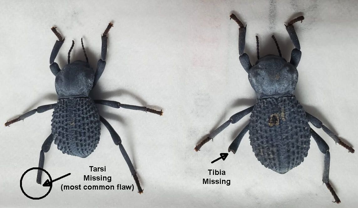 Flawed Blue Death Feigning Beatle (Group of 20!) WHOLESALE PRICE!