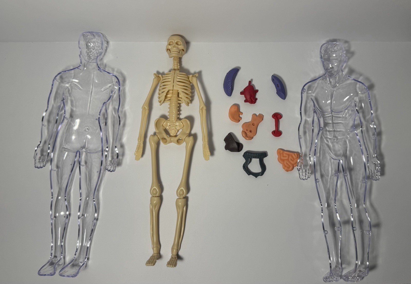 3D Human Body Anatomy Model Fully Transparent DIY for Kid Removable Skeleton Toy