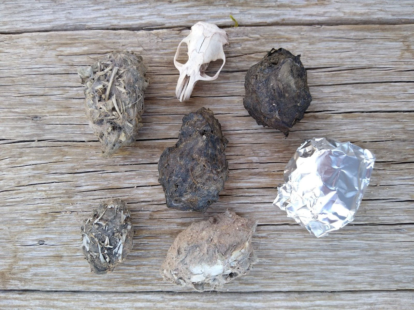 6 pellets (5 med/1 sm) Barn Owl Pellets+ a pkg of Bones & one Skull, Phoenix, AZ