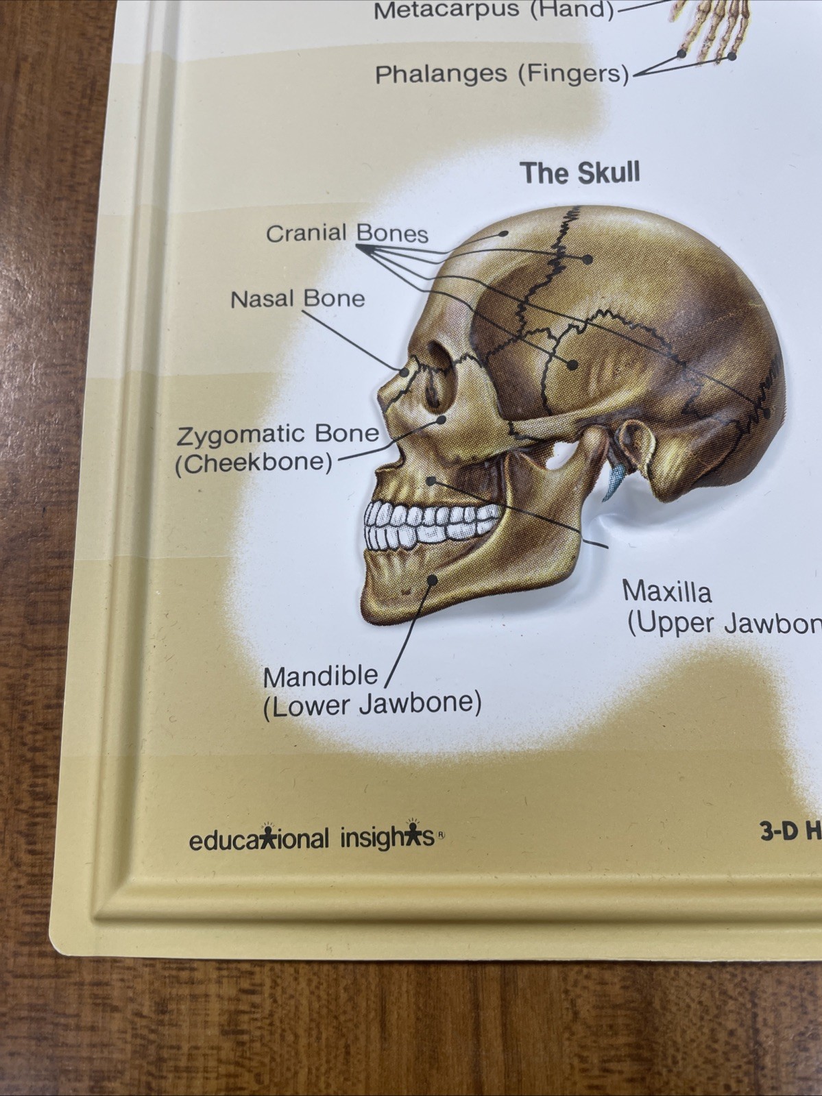 3D Human Body Charts Skeletal System EI-5220 MINT Educational Insights 9×13”