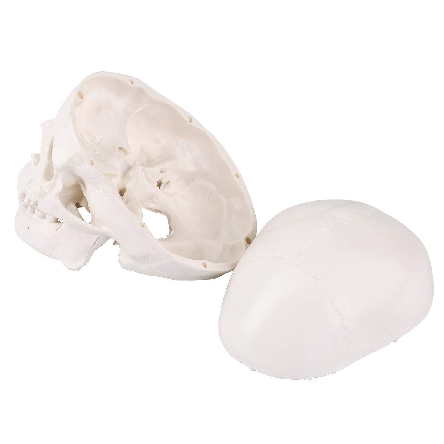 EUDDOO Mini Skull Model – 3 Parts Small Size Human Anatomical Anatomy Medical…