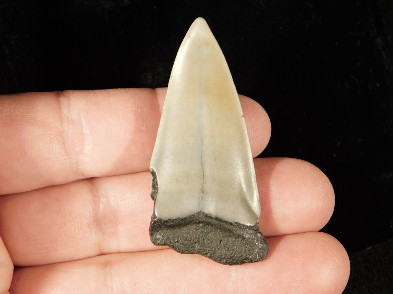 Long Ancestral Great WHITE SHARK Tooth Fossil 100% Natural South Carolina 12.6gr