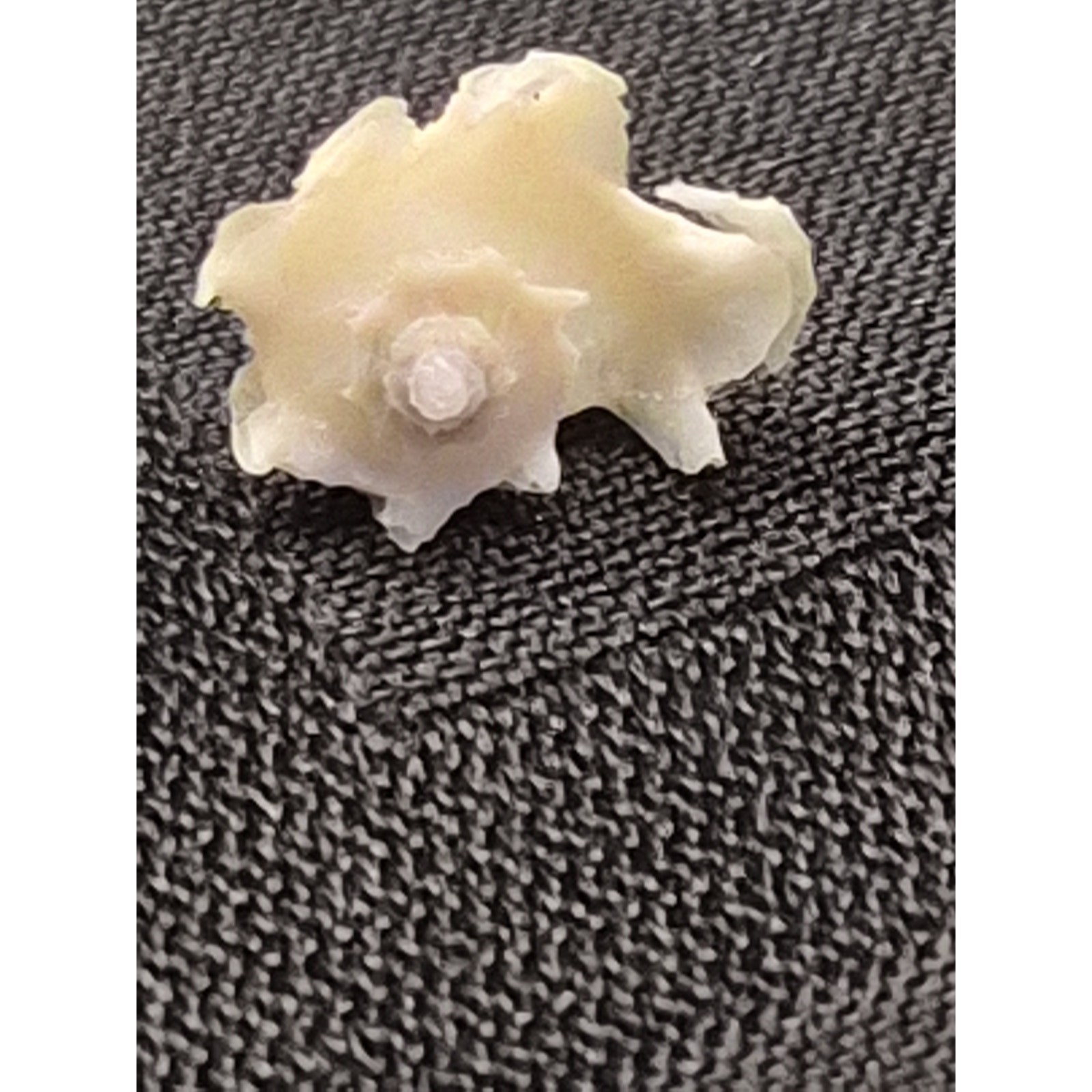 Latiaxis Shell Pair 14mm 7mm Bohol Philippines Phillip Clover Label