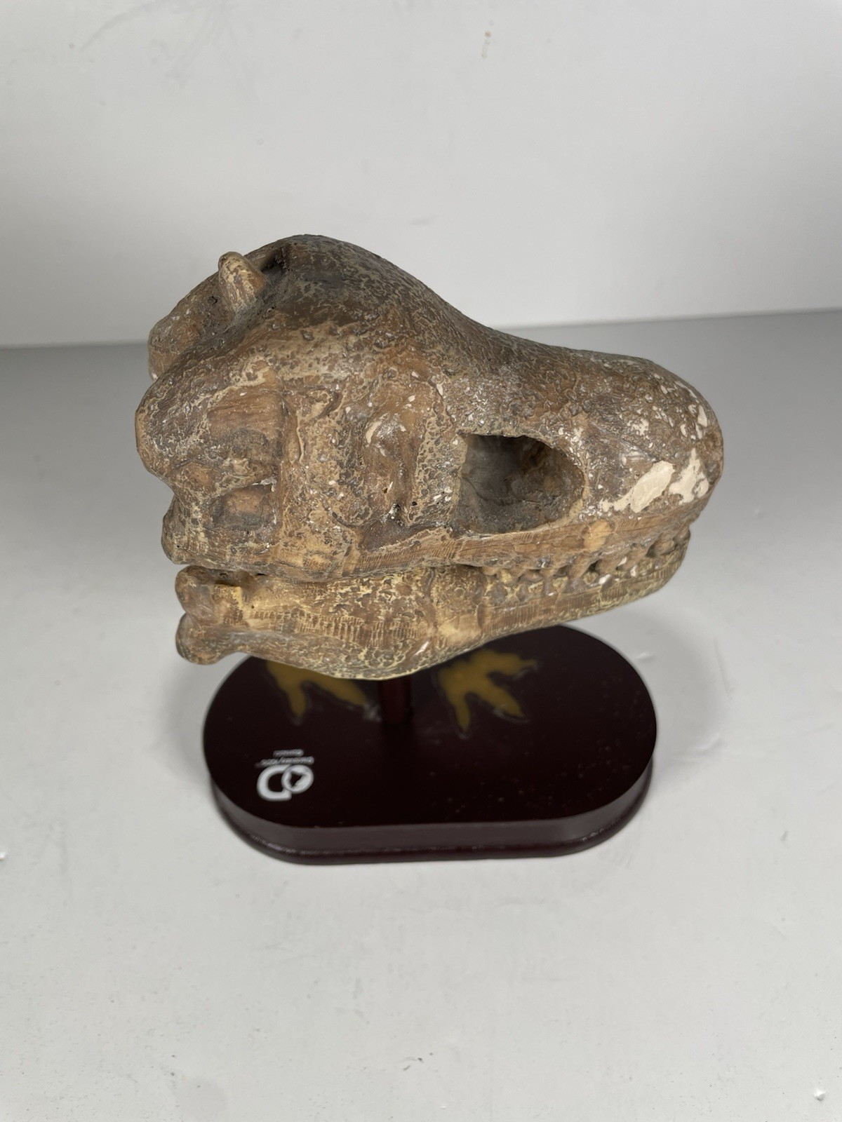 NEW Discovery Dinosaur Skull Dig Tyrannosaurus with Display Stand