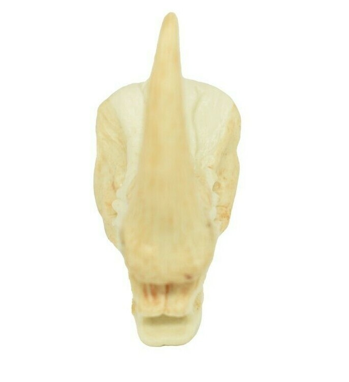 Rhino Rhinoceros Skull Plastic Toy Animal Kids Gift Realistic Figure 2″ F4119