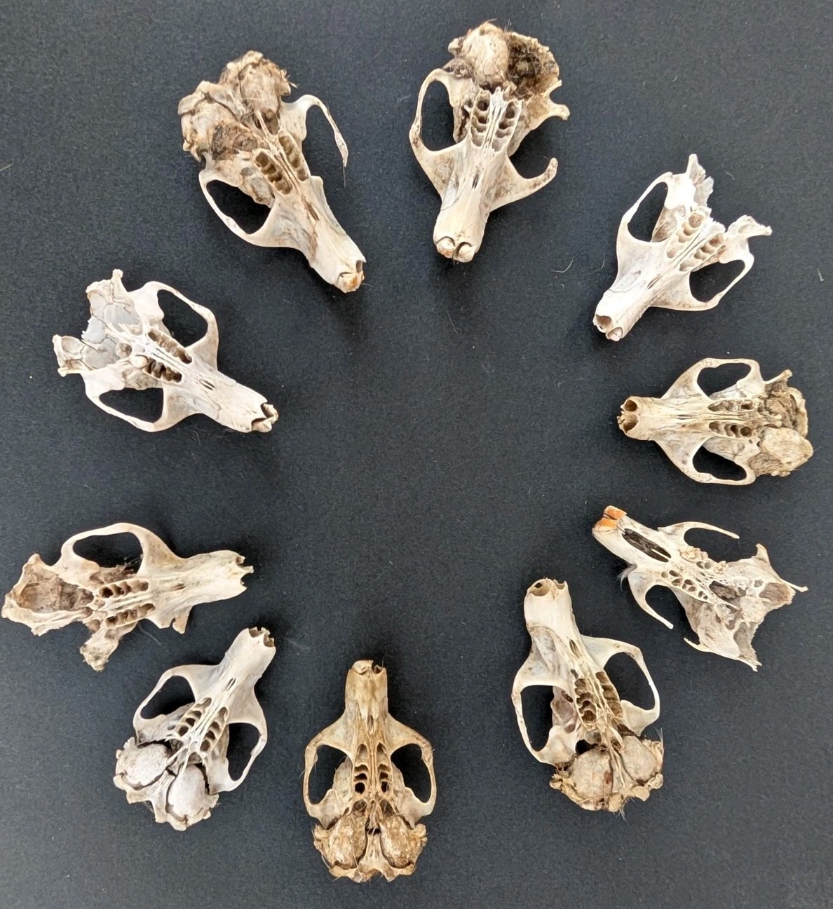 10 Owl Pellet Skulls with/without Braincases. Bone Brush/ Chart/Storage.