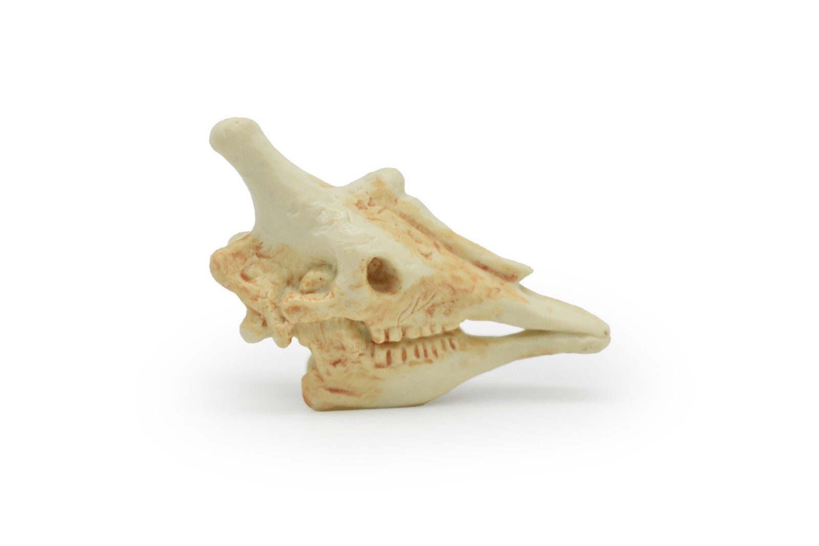 Giraffe Skull Model, Realistic Very Nice Plastic Toy 2″ long F4117 B193