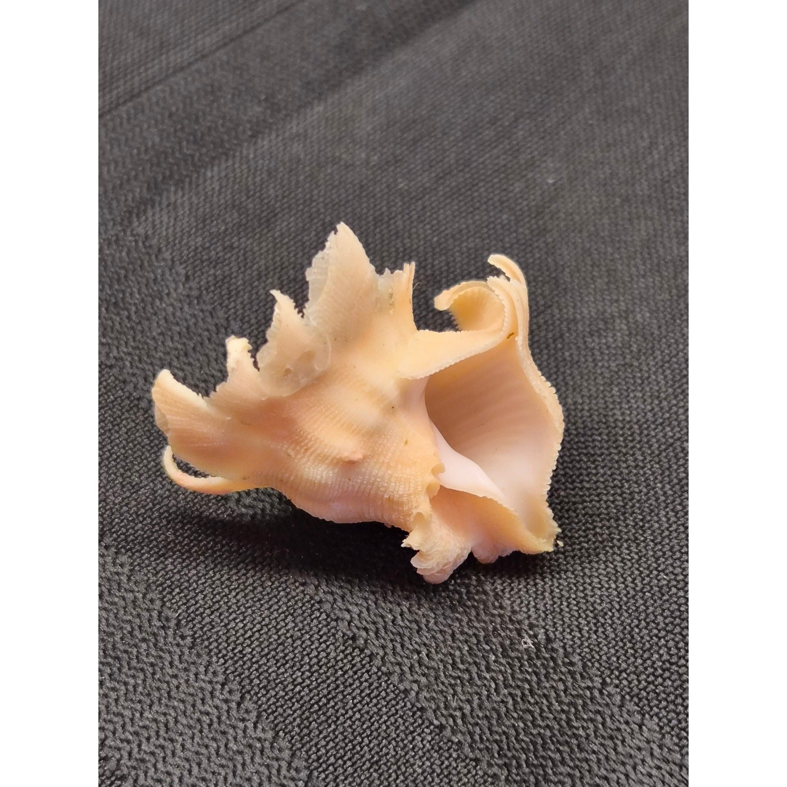 Babelomurex longispinosus 30mm Bohol Philippines Shell 11/16/1994 Label