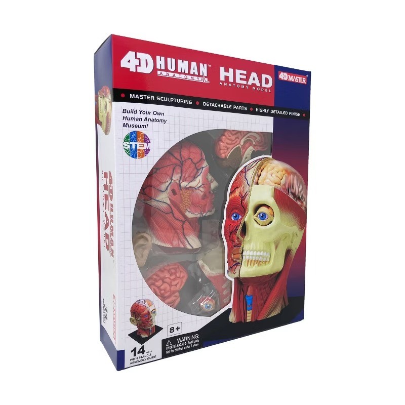 4D Human Anatomy Head Anatomy Model 14 Detachable Parts Educational Tool