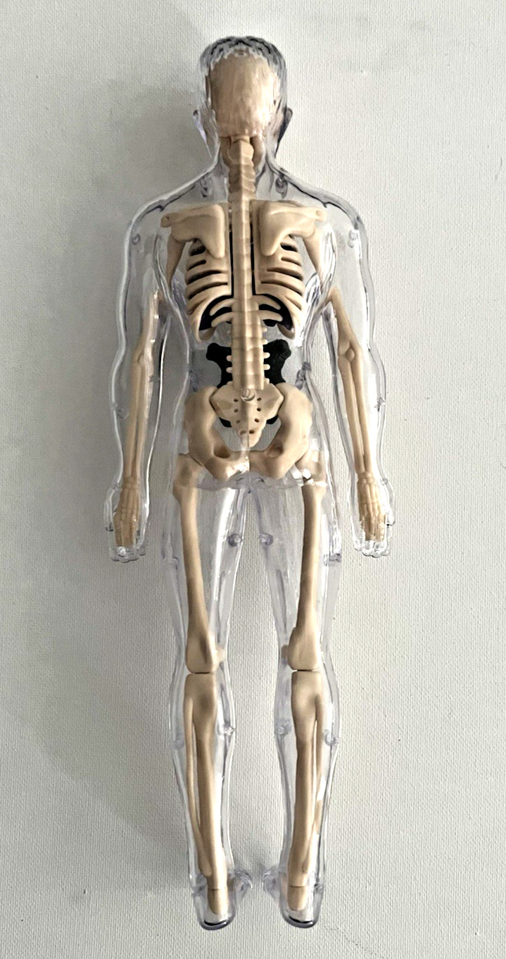Visible Human Anatomy Model 12” Transparent Body Skeleton Organs Educational Toy
