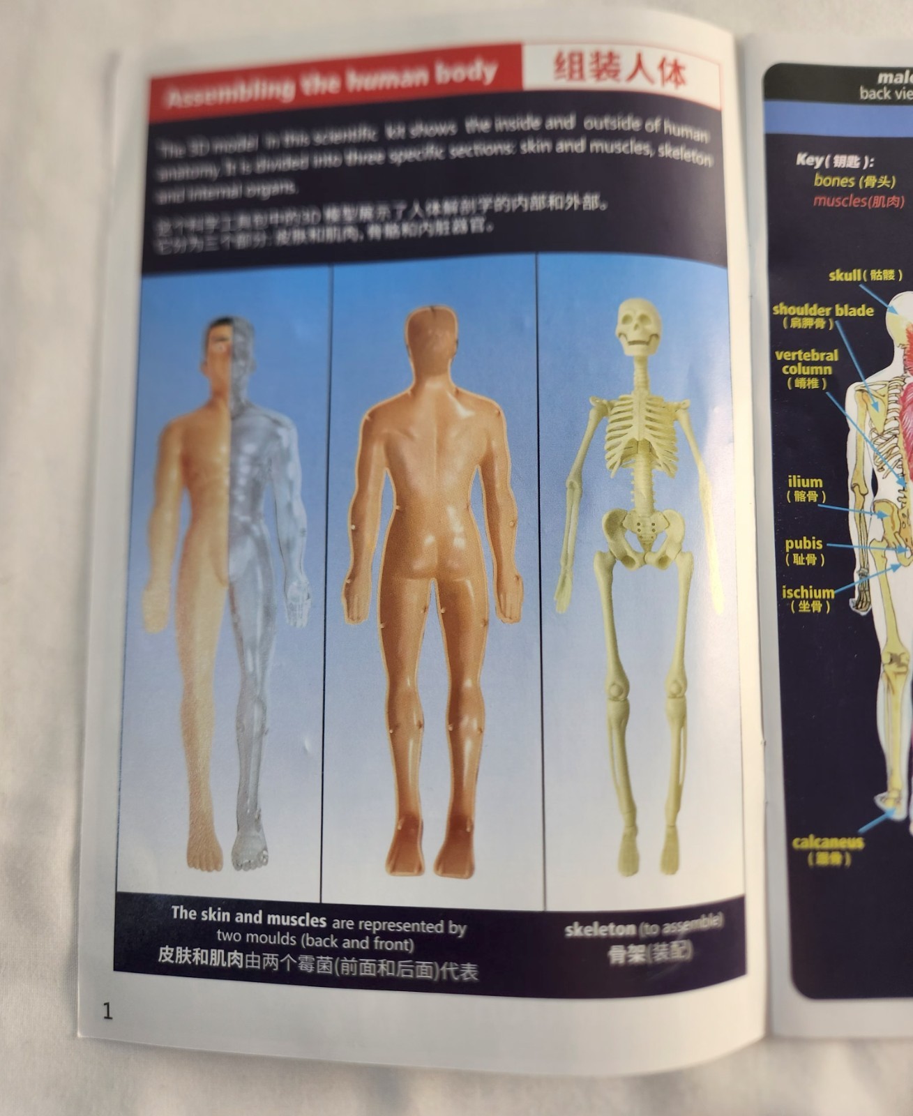 Clear Human Body Skeleton Model Kit 3D Human Anatomy Structure Model Kit