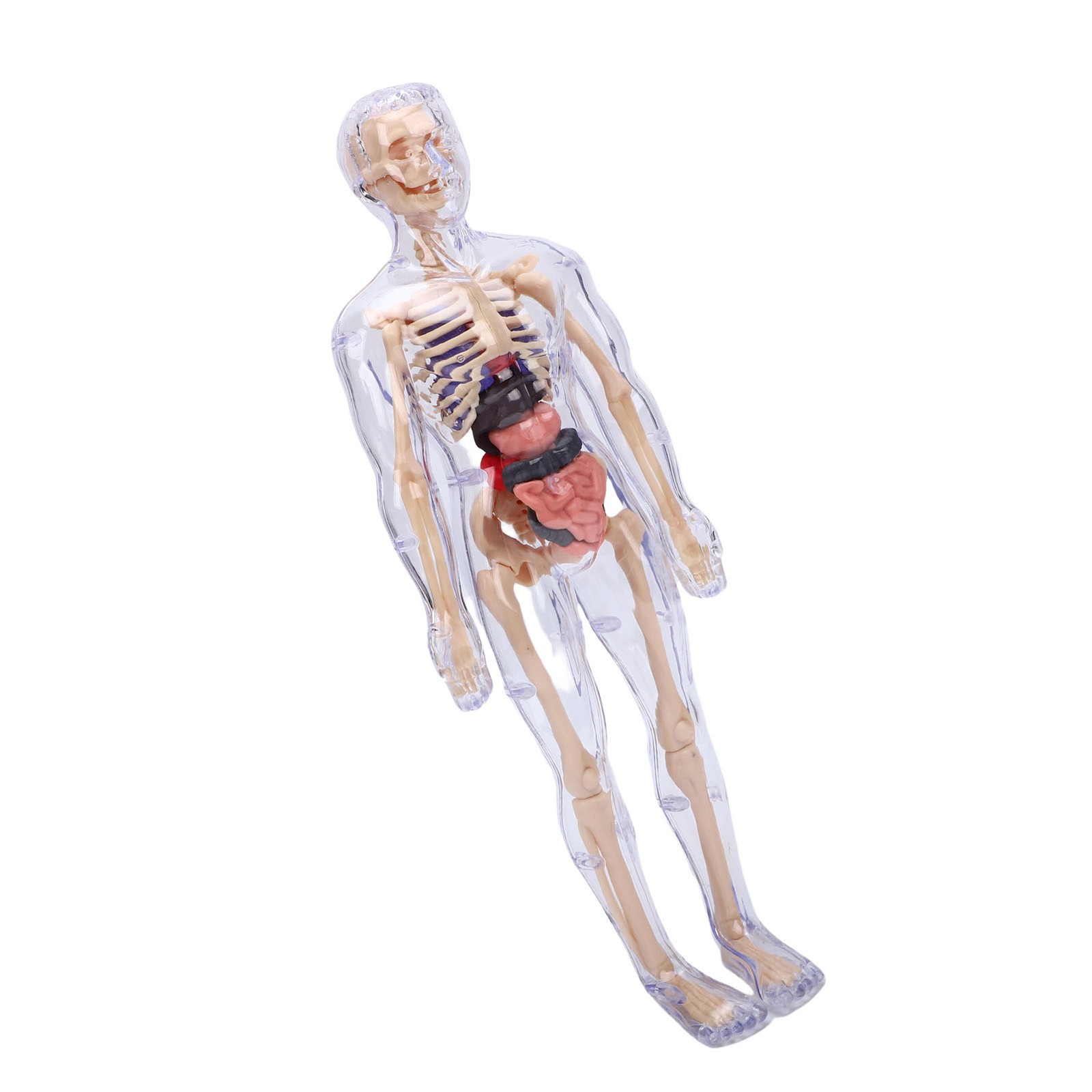 1-Clear Human Body Skeleton Model Kit 3D Human Anatomy Structure Model Kit