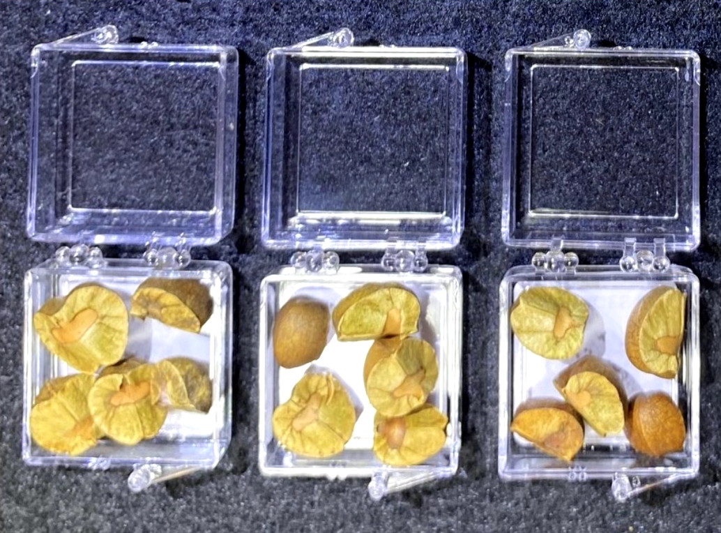 15 Mexican Jumping Beans. 3 Cases With 5 Beans In Each Case & Racing Game