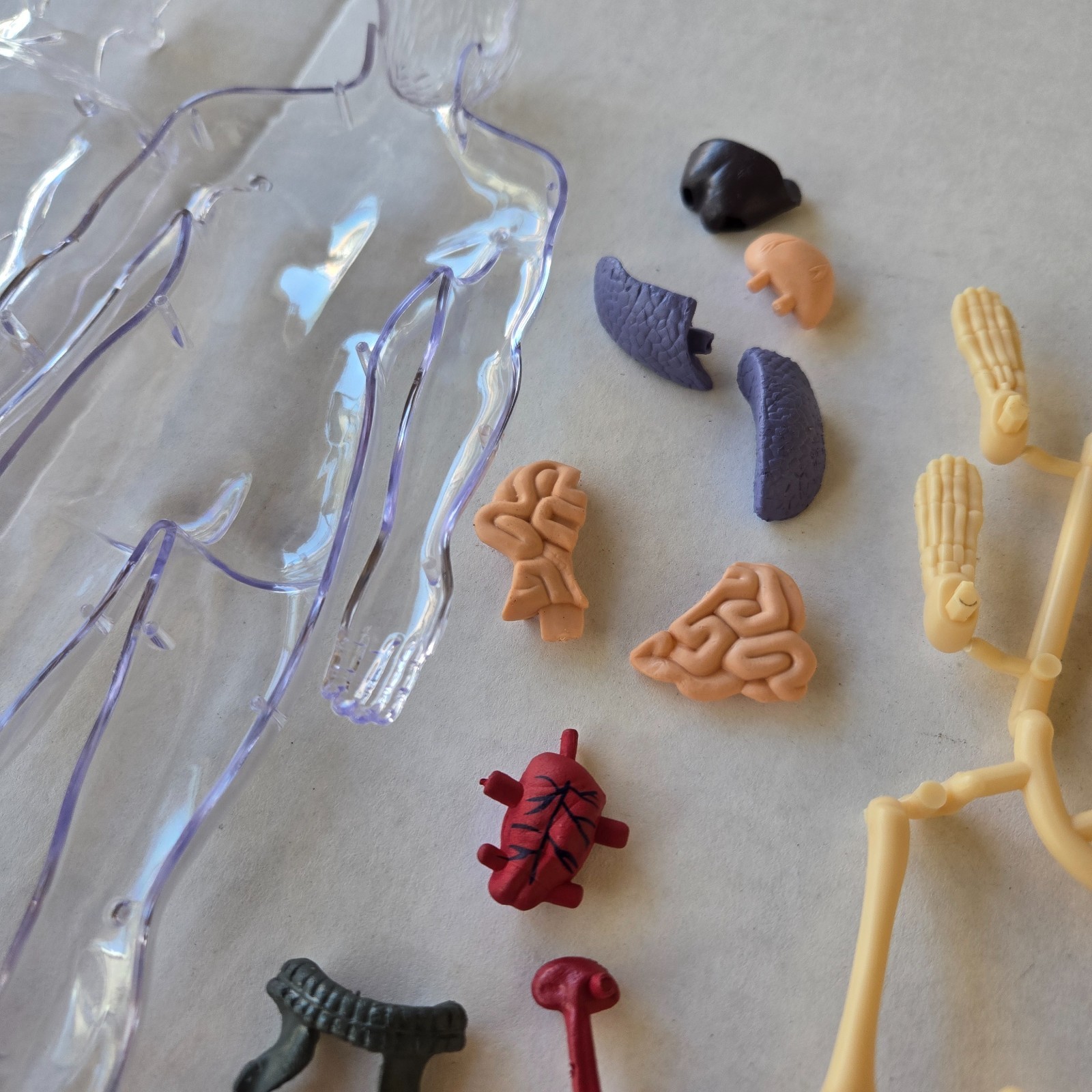 Human Anatomy Model Kit, 3D Detachable Body Parts Skeleton Viscera Organs