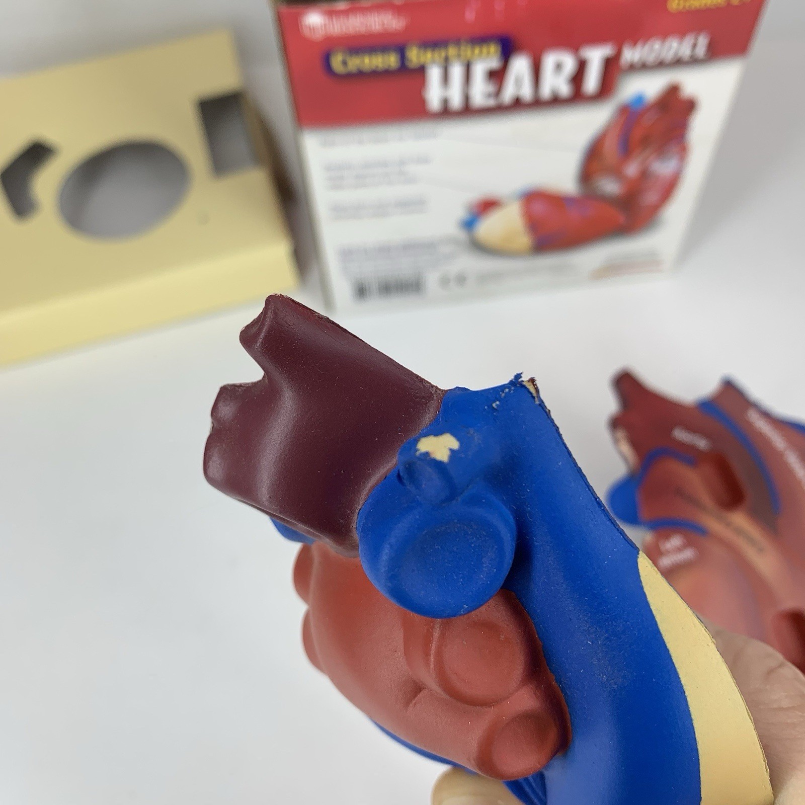 Cross Section HEART Model Learning Resources LER 1902 Soft Foam Anatomy Grade 2+