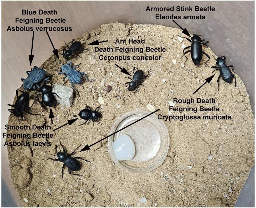 Desert Beatlee Variety Pack (10 Beatlees): 2-Blue Death Feigning Beatlees &More!