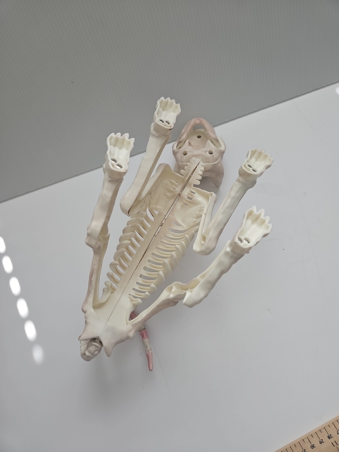 Halloween Scary Skeleton Decoration 1 PC Crouching Cat Skeleton Cat Skull Model