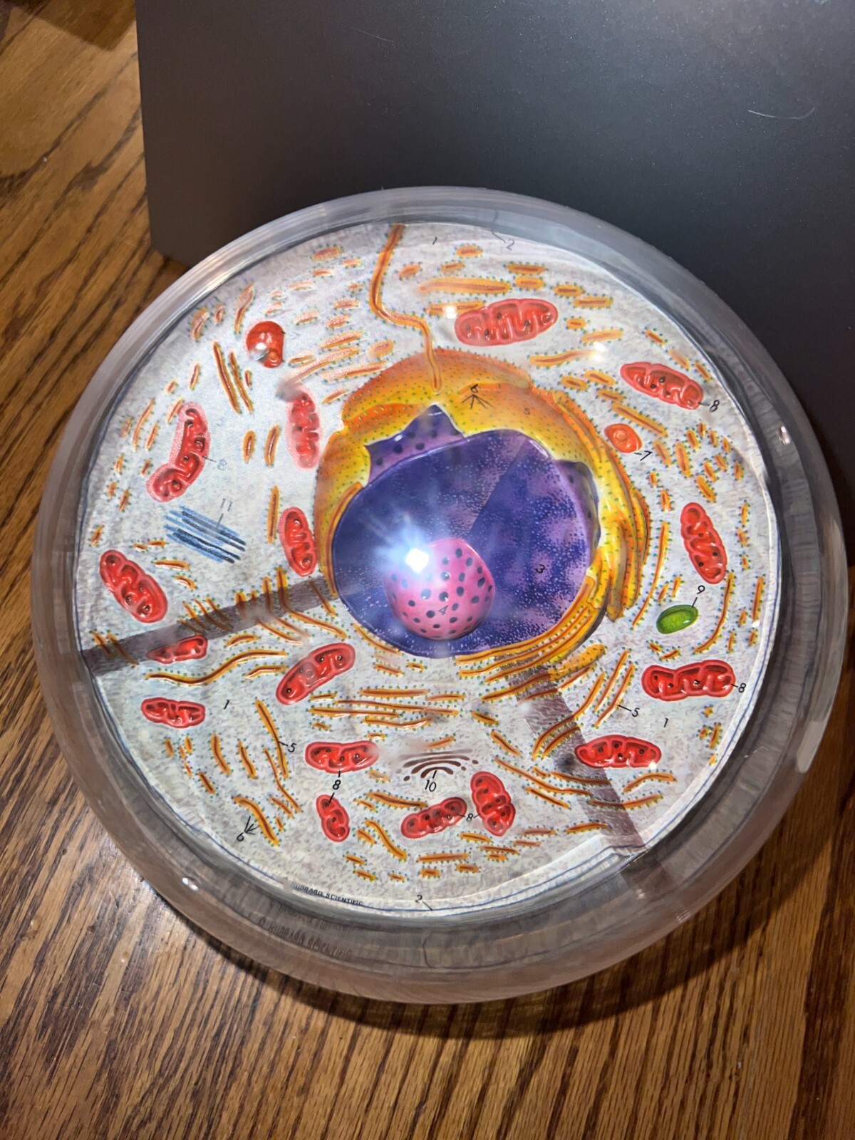 Hubbard Scientific 3-D Biological Cell Model Globe 1968