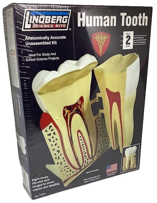 Human Tooth Kit Anatomically Accurate Unassembled Lindberg Science Dental NEW