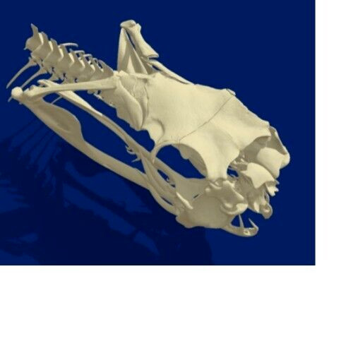 🔥Western Diamondback Rattlesnake Snake Skull Puzzle 38p FANGS SPECIMEN SK24