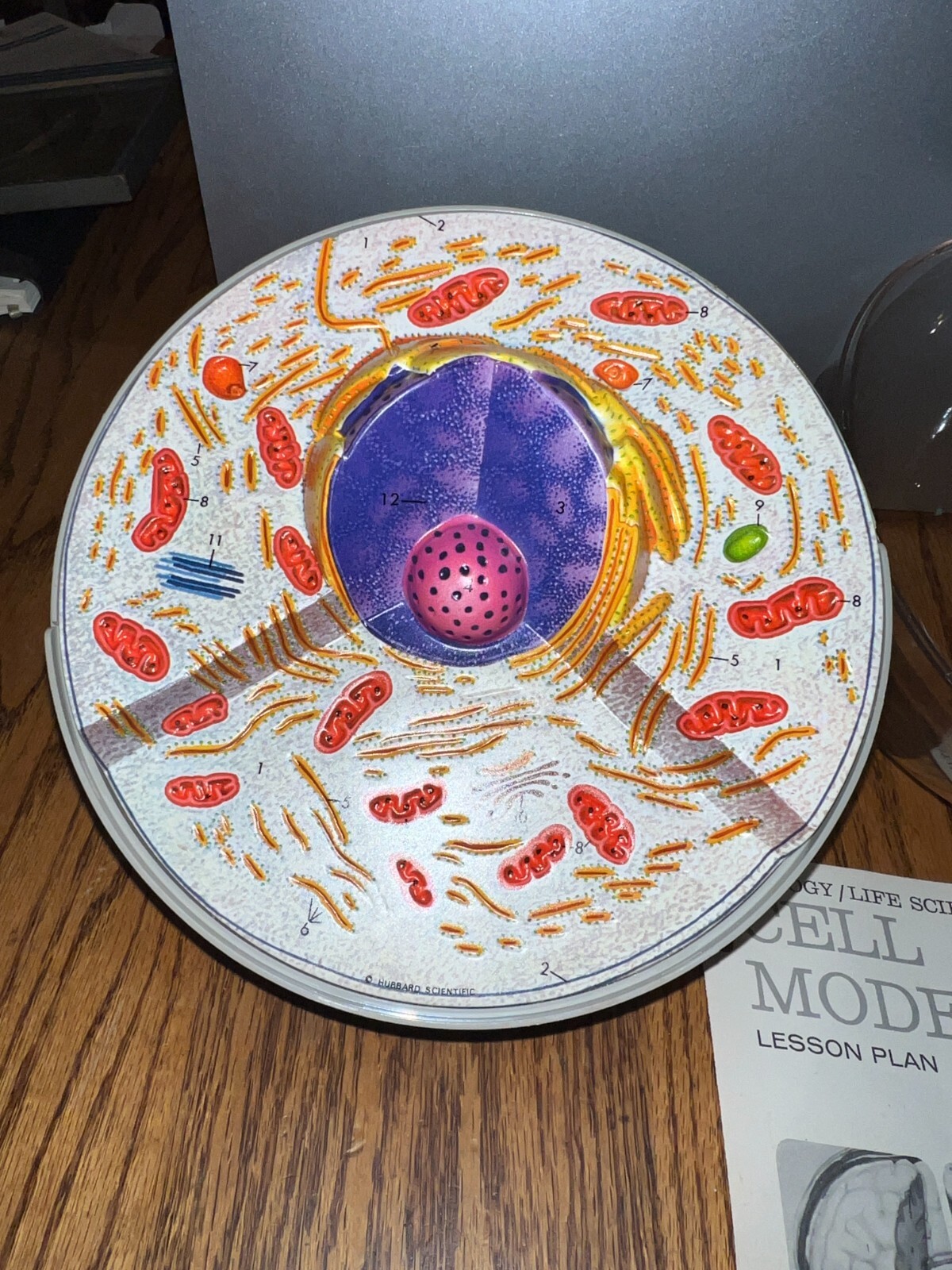 Hubbard Scientific 3-D Biological Cell Model Globe 1968