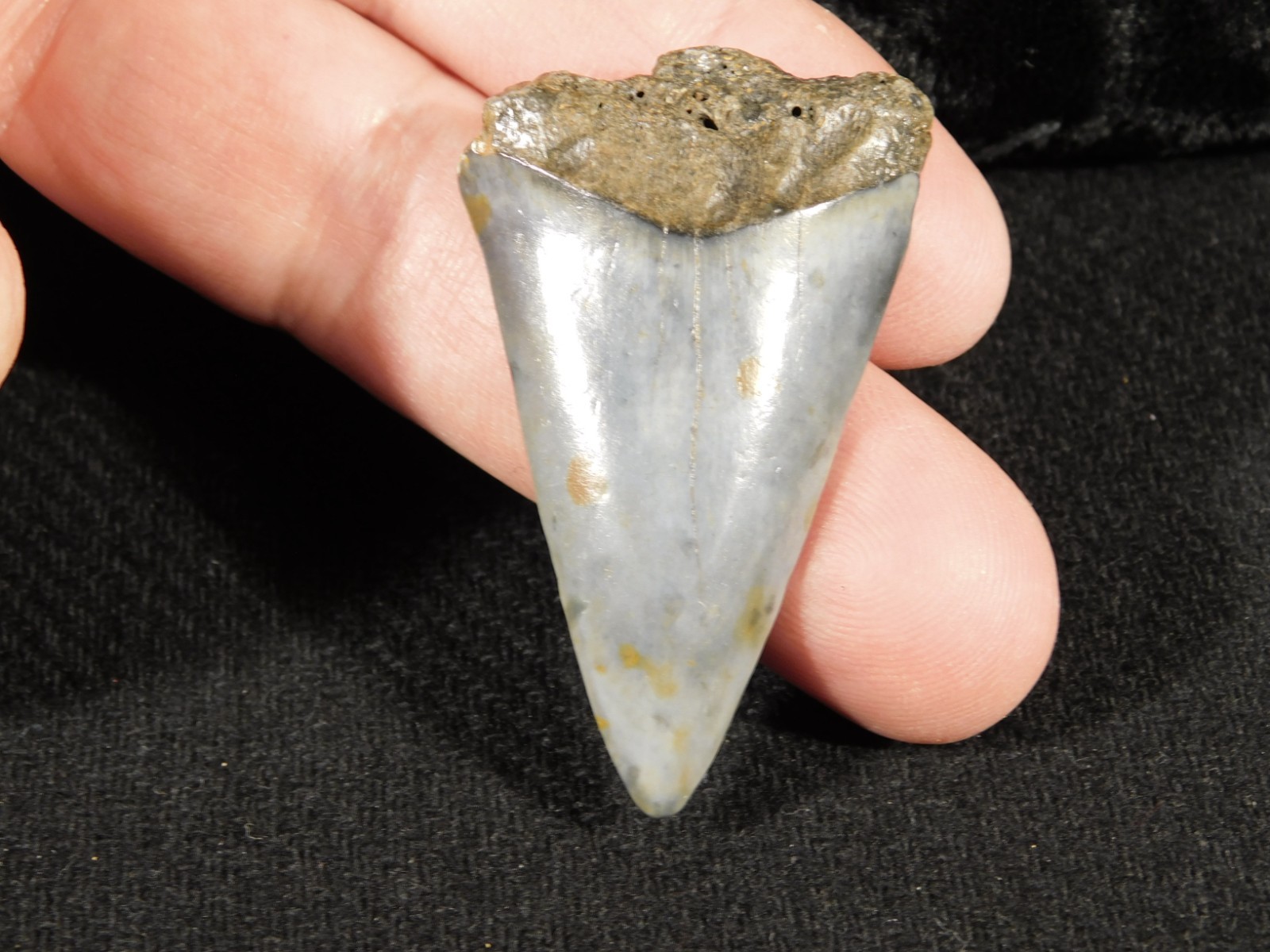 NICE! Ancestral Great WHITE SHARK Tooth Fossil 100% Natural 6.31