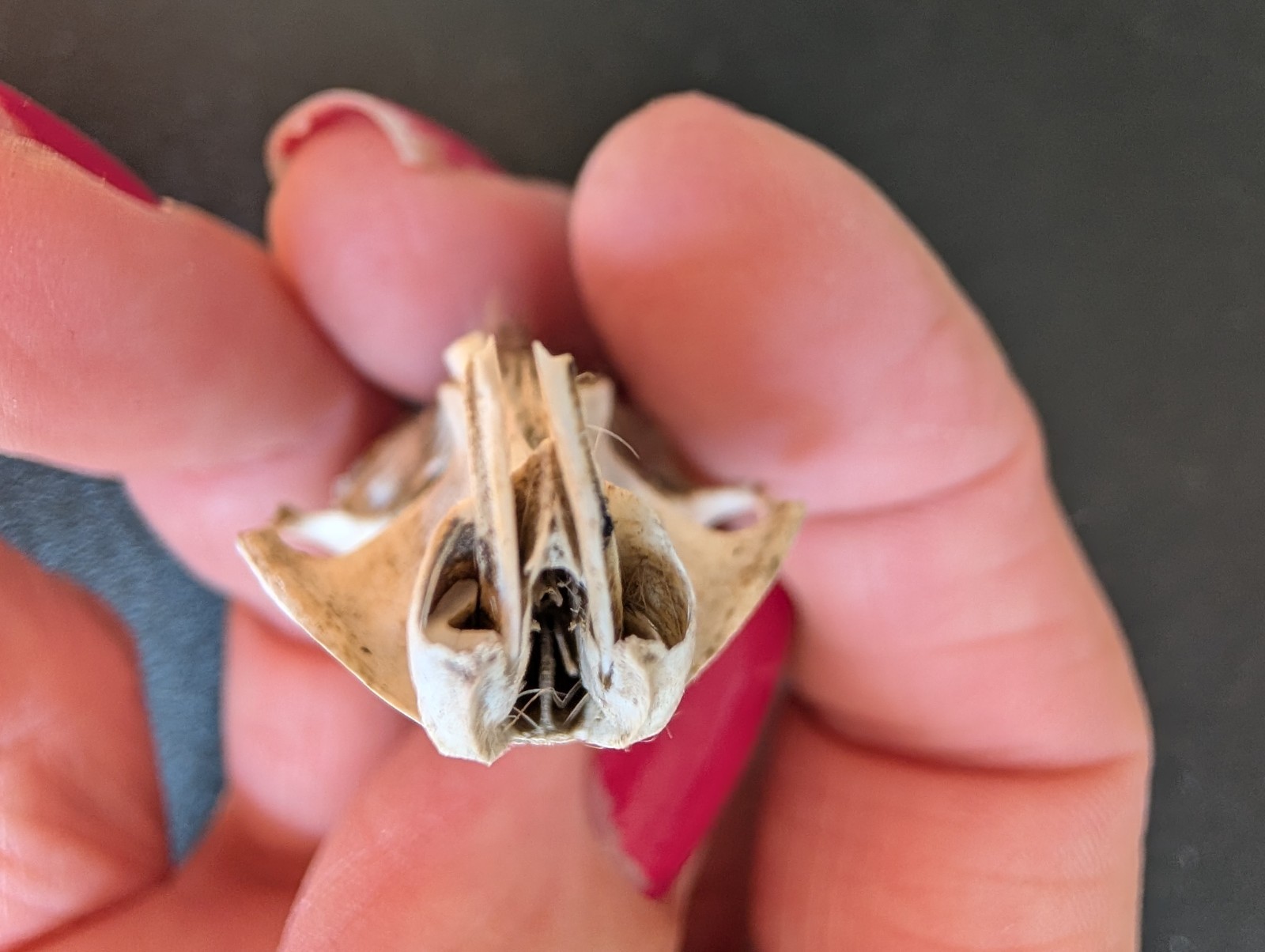 10 Owl Pellet Skulls with/without Braincases. Bone Brush/ Chart/Storage.