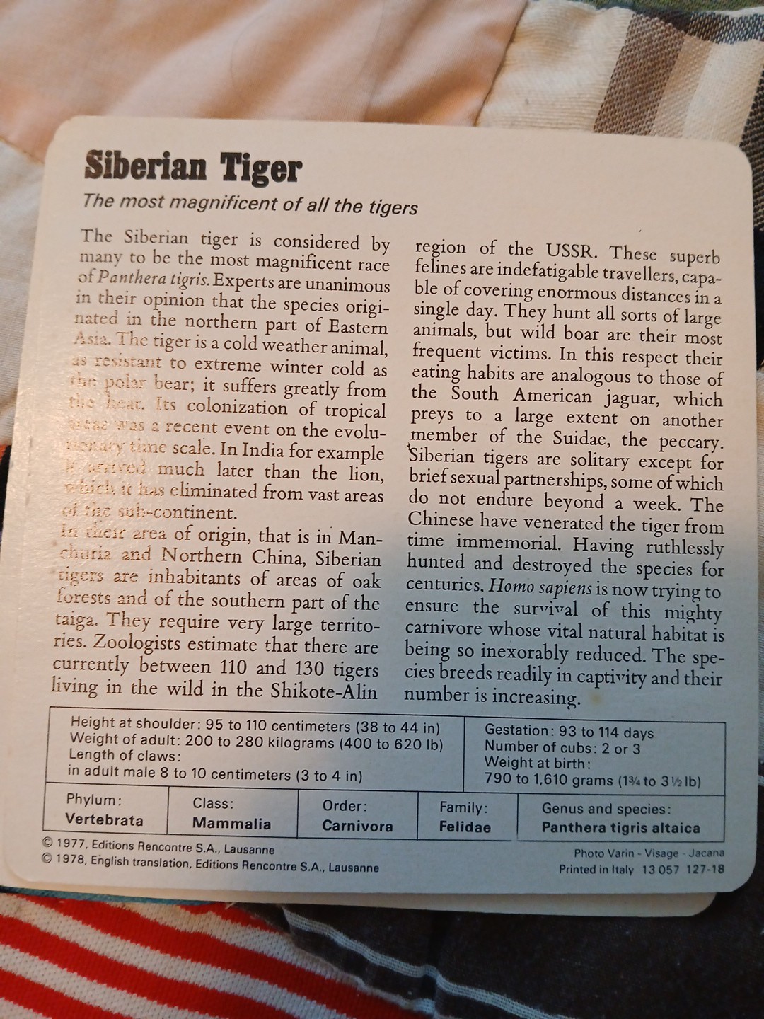 Animal Fact Cards CUSCUS/GIRAFFE/TIGER Ed Rencontre-SA Lausanne Flash Cards 1978