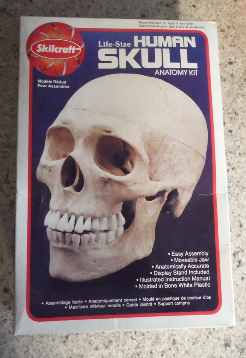 1996 SKILCRAFT LIFE SIZE HUMAN SKULL ANATOMY KIT NEW VINTAGE NOS