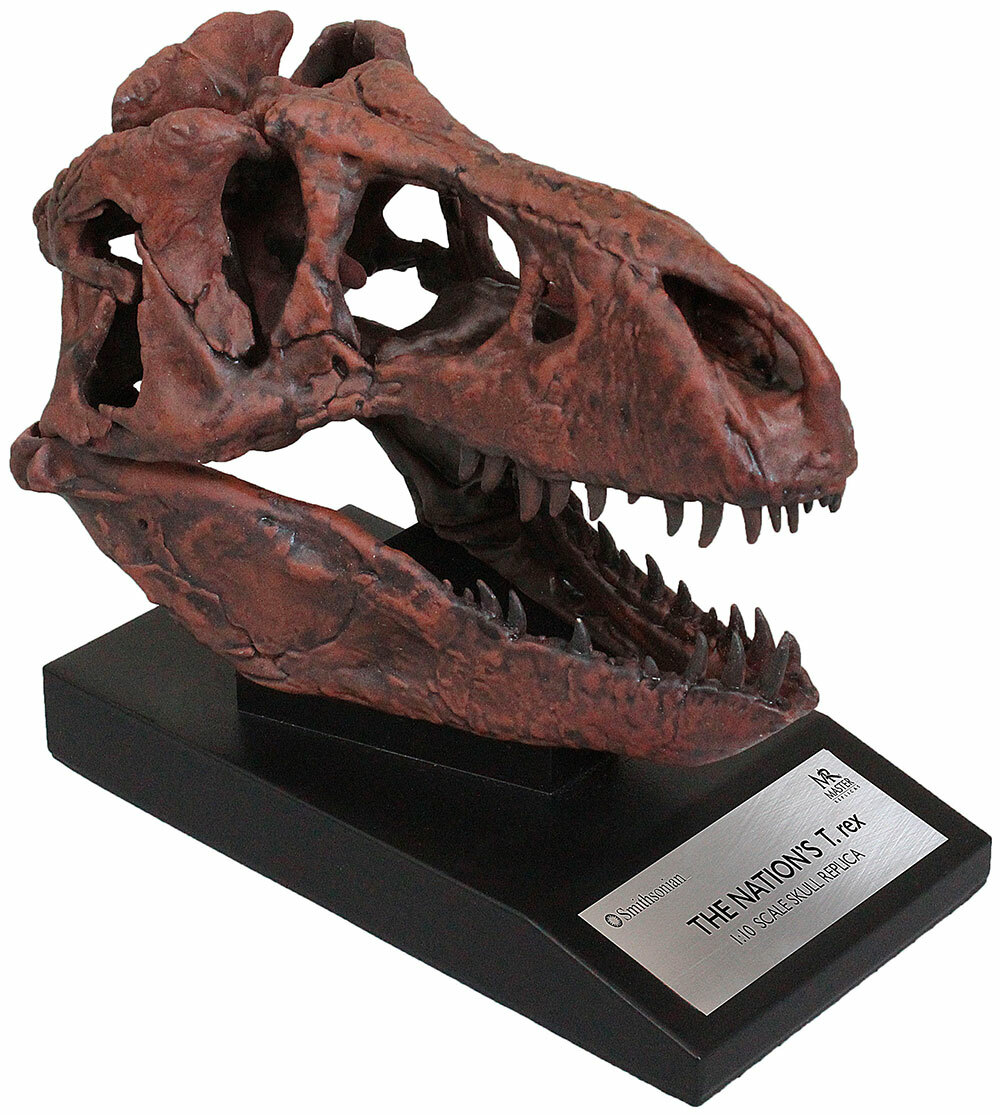 Tyrannosaurus Skull 1/10th Scale Smithsonian Licensed – The Nation’s T.rex