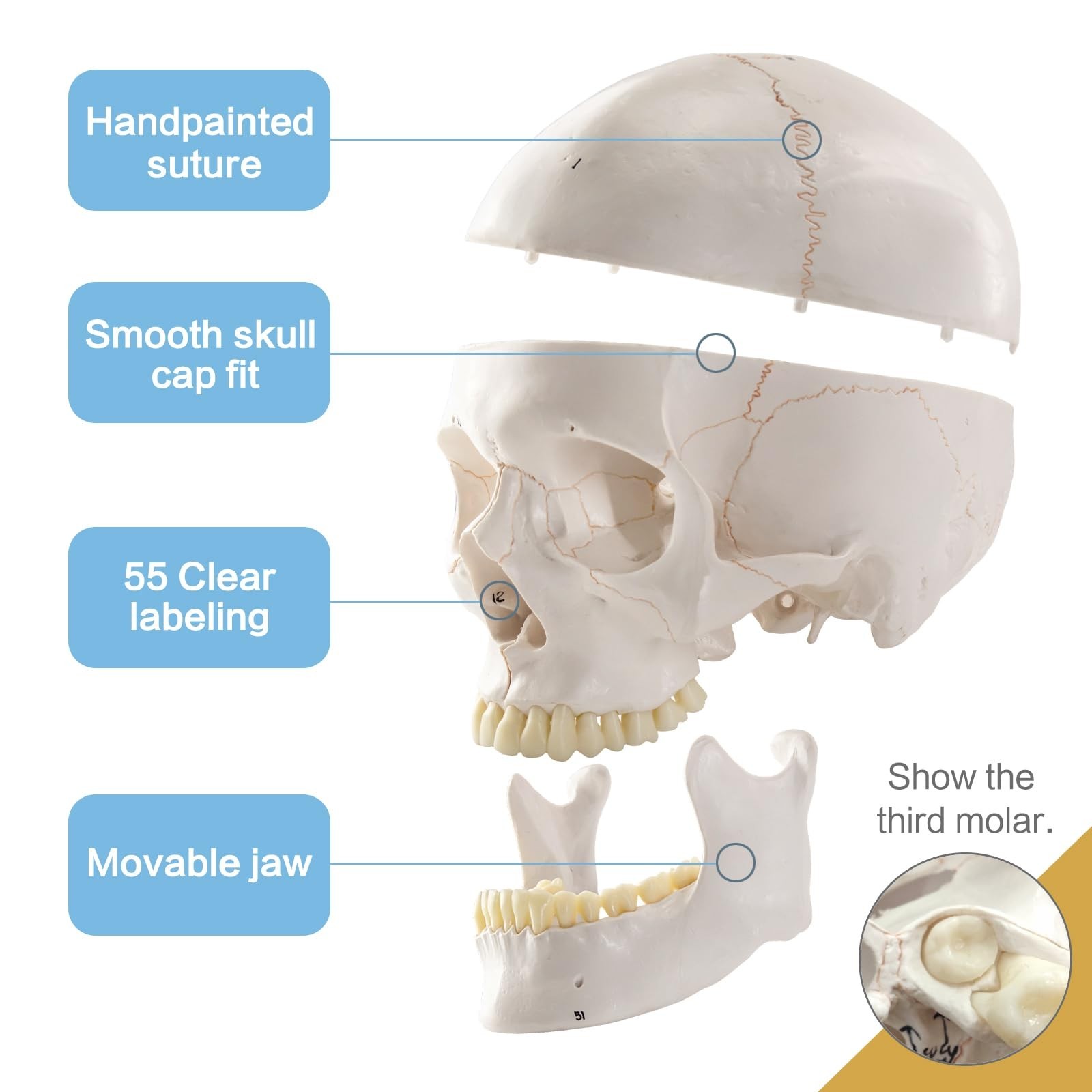 Life-Size 9″ Human Skull Model – 54 Medically Numbered Anatomical Parts,Medic…
