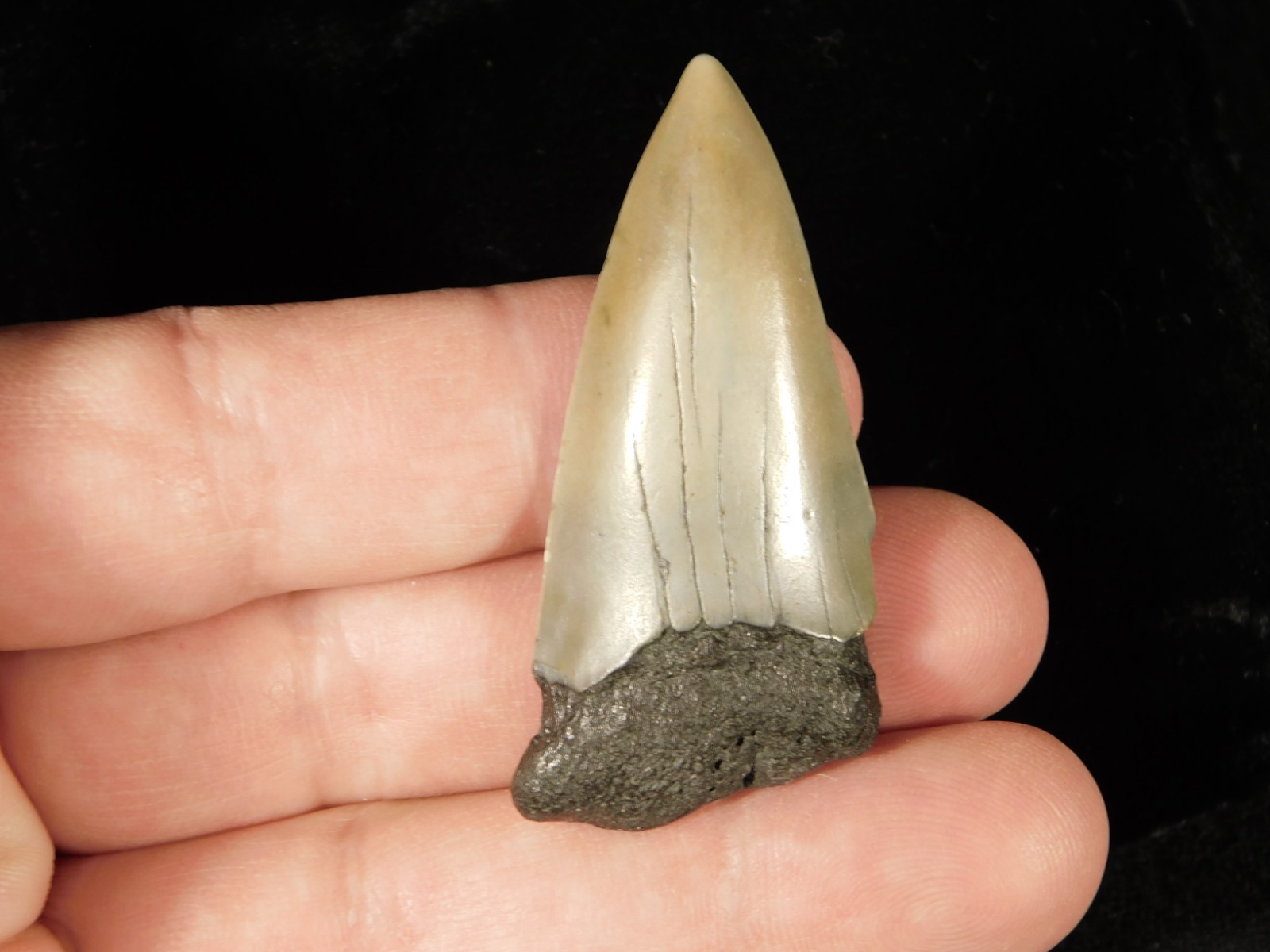 Long Ancestral Great WHITE SHARK Tooth Fossil 100% Natural South Carolina 12.6gr