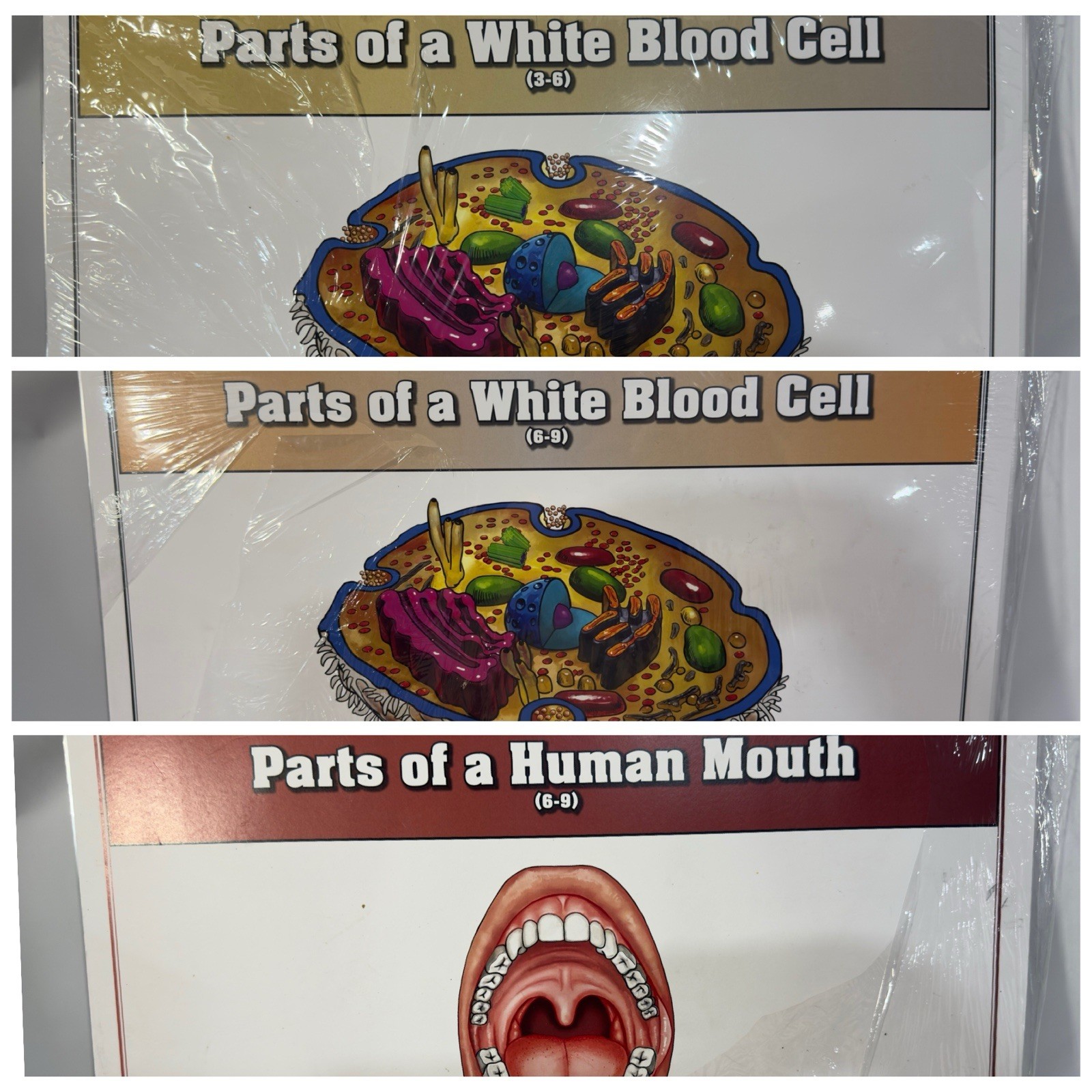 Montessori Nomenclature Cards White Blood Cell (3-6) (6-9) Human Mouth Parts 6-9