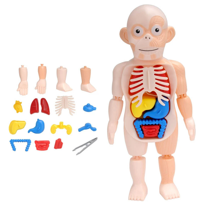 3D Human Body Torso Model – DIY Educational Toy for Kids Learning Anatomy