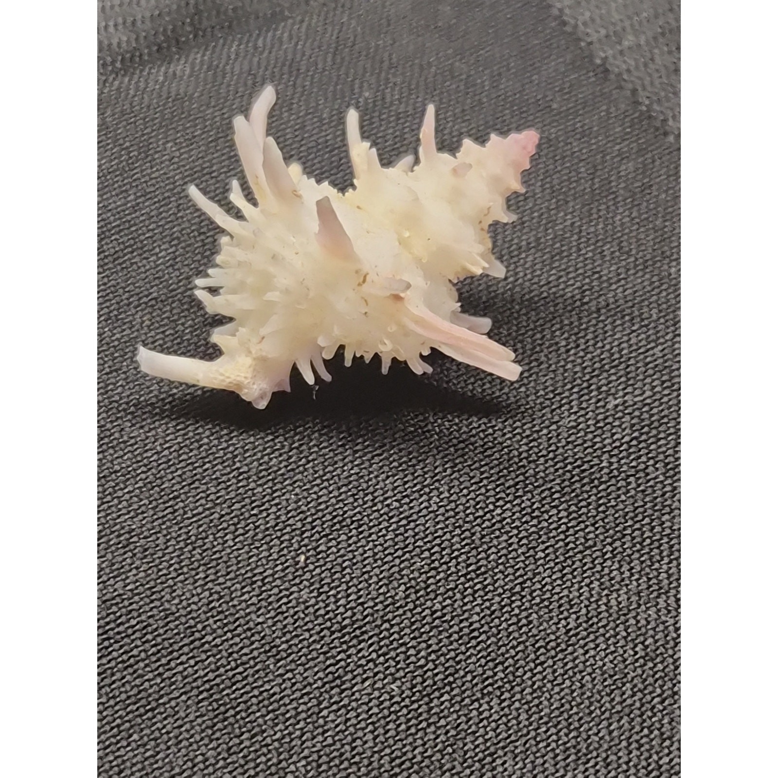 Latiaxis nakayasui 30mm Spiny Seashell Panglao Bohol Philippines w/ Label