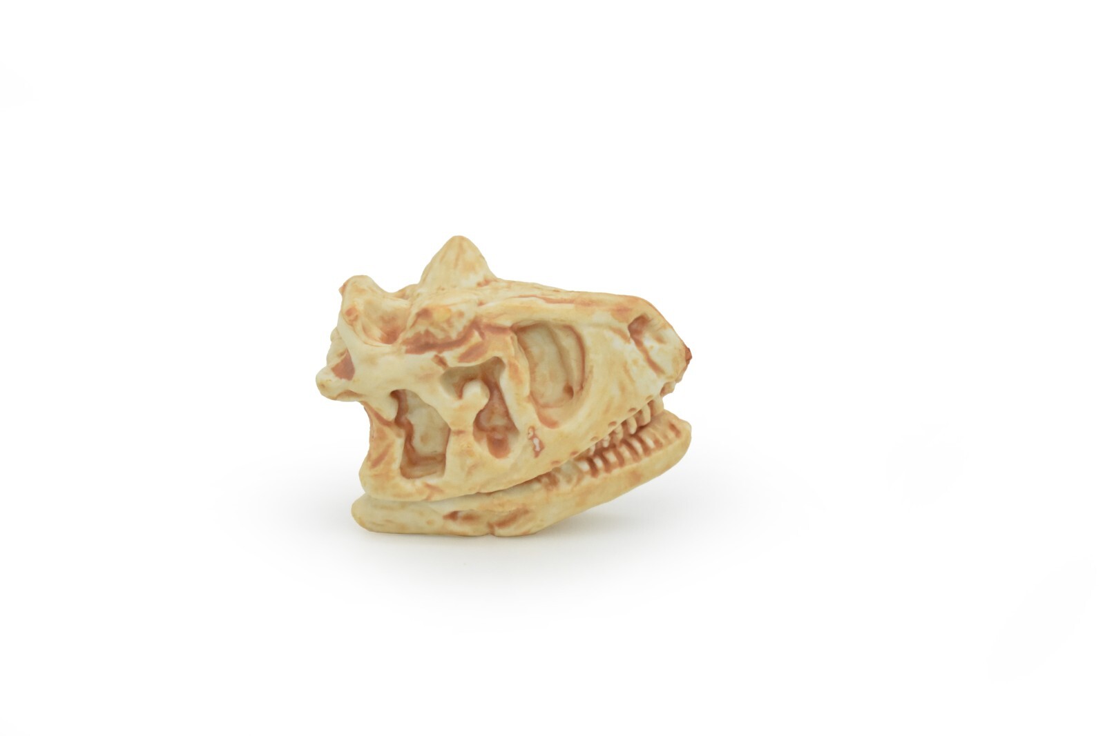 Carnotaurus, Education,Dinosaur Skull Fossil, Very Realistic Rubber Toy Model 2″