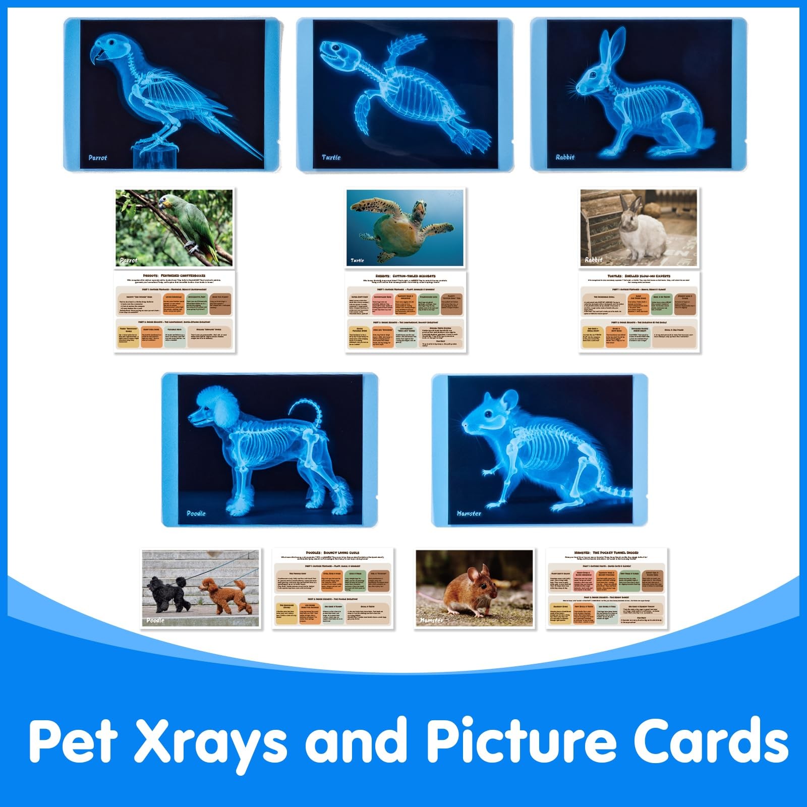Pet Series Animal Xrays for Kids – Pet X-Rays Set, Light Table Manipulatives,…