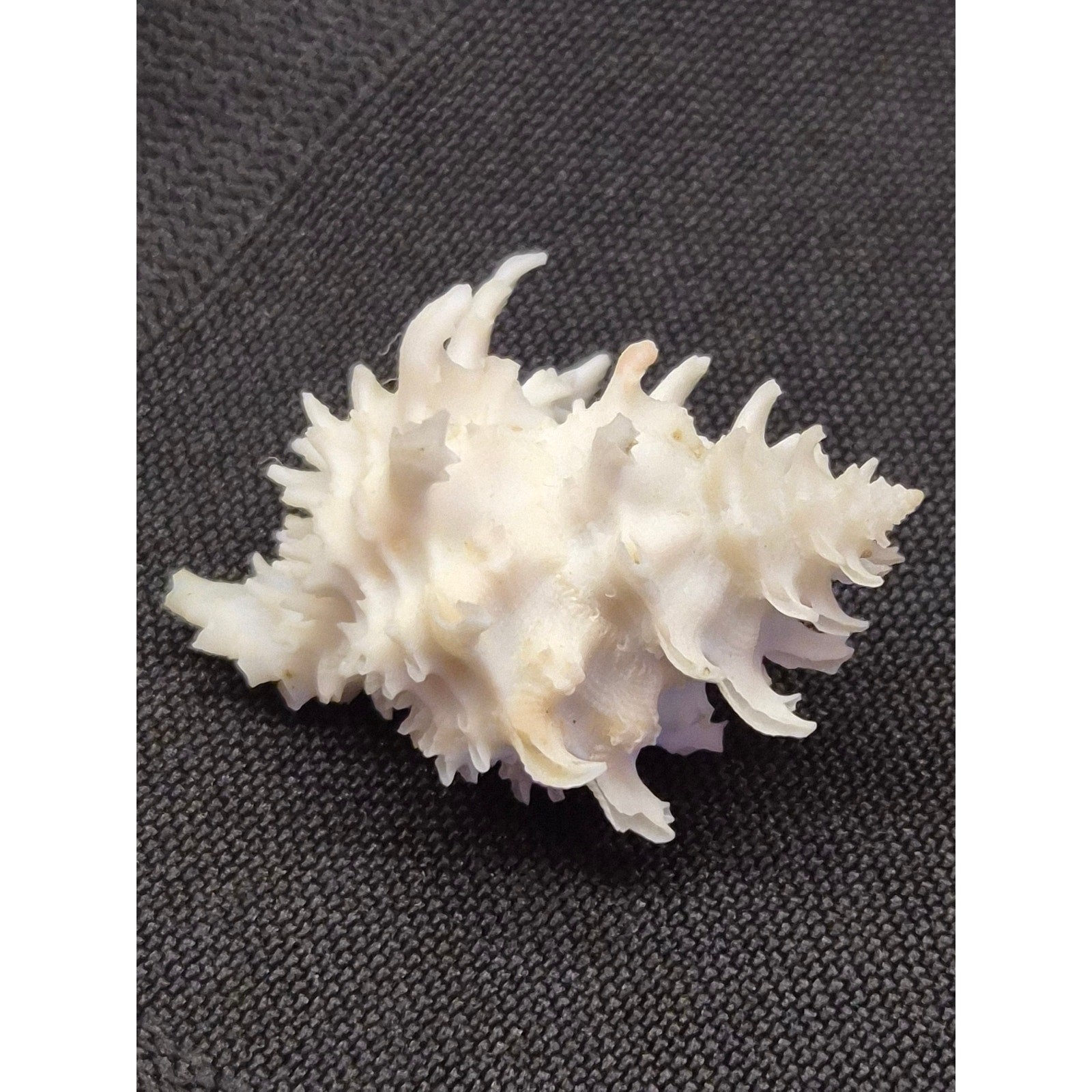 Babelomurex gemmatus 30mm Shell Balicasag Bohol Philippines w/ Label