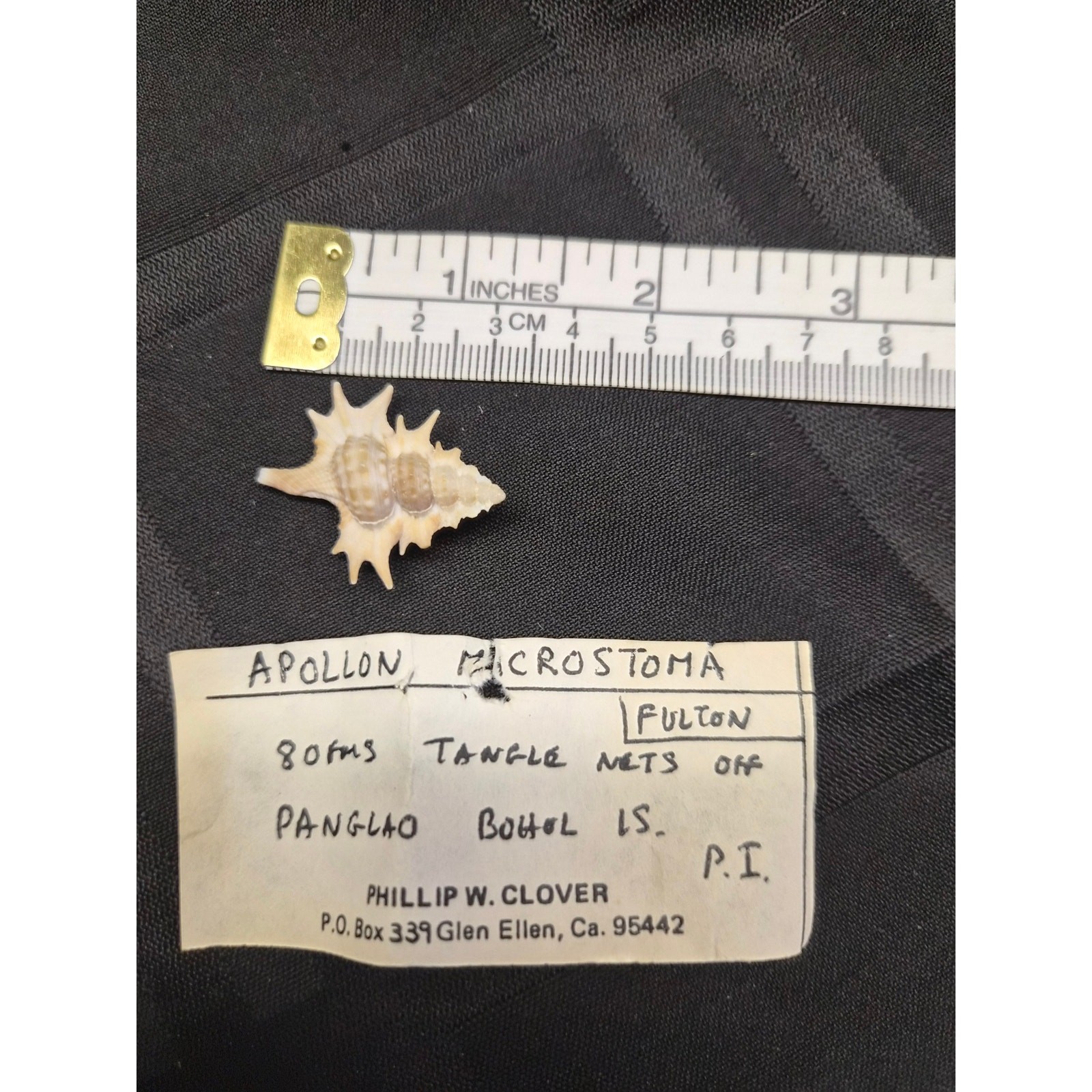 Apollon microstoma Seashell 32mm Bohol Philippines w/ Clover Label