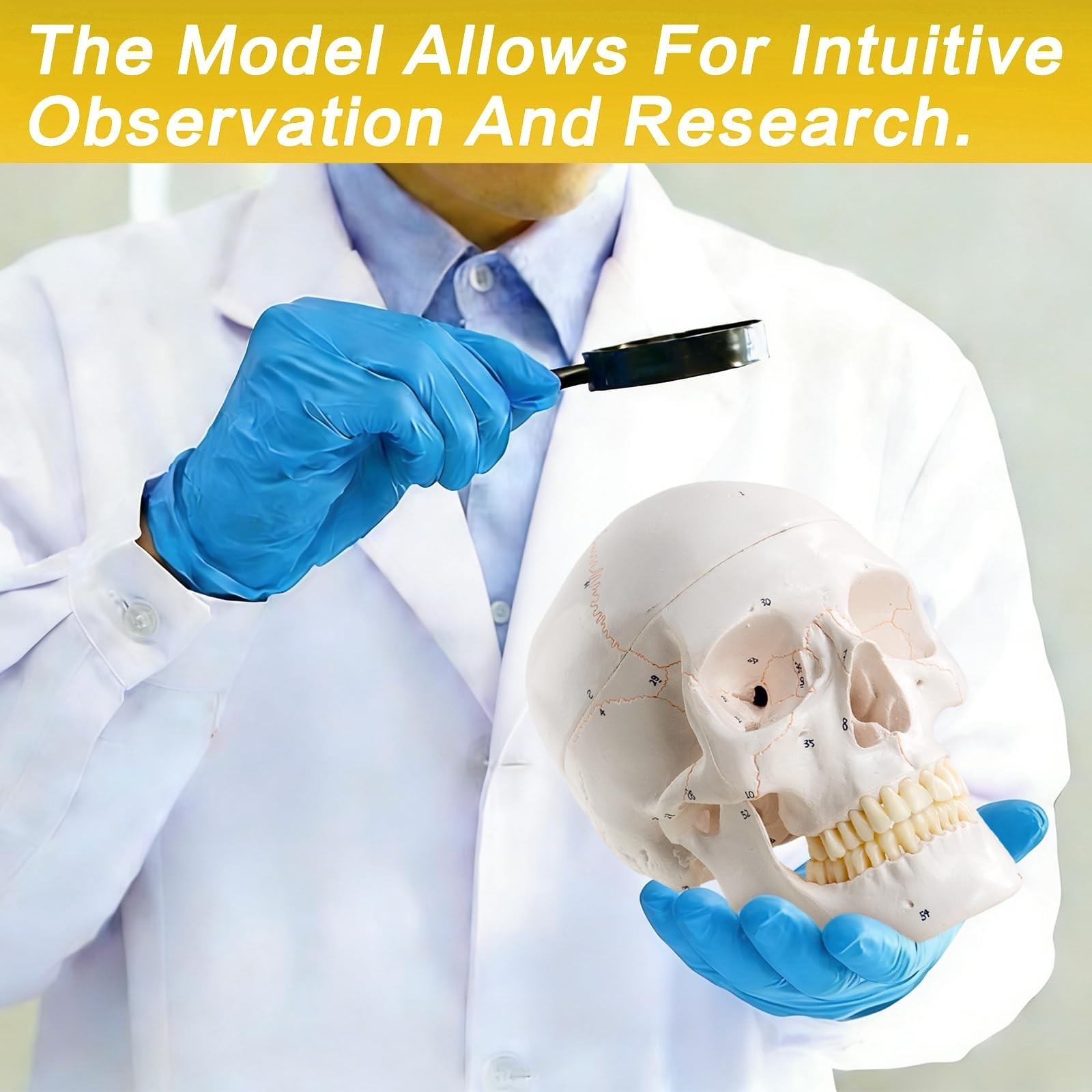 Life-Size 9″ Human Skull Model – 54 Medically Numbered Anatomical Parts,Medic…