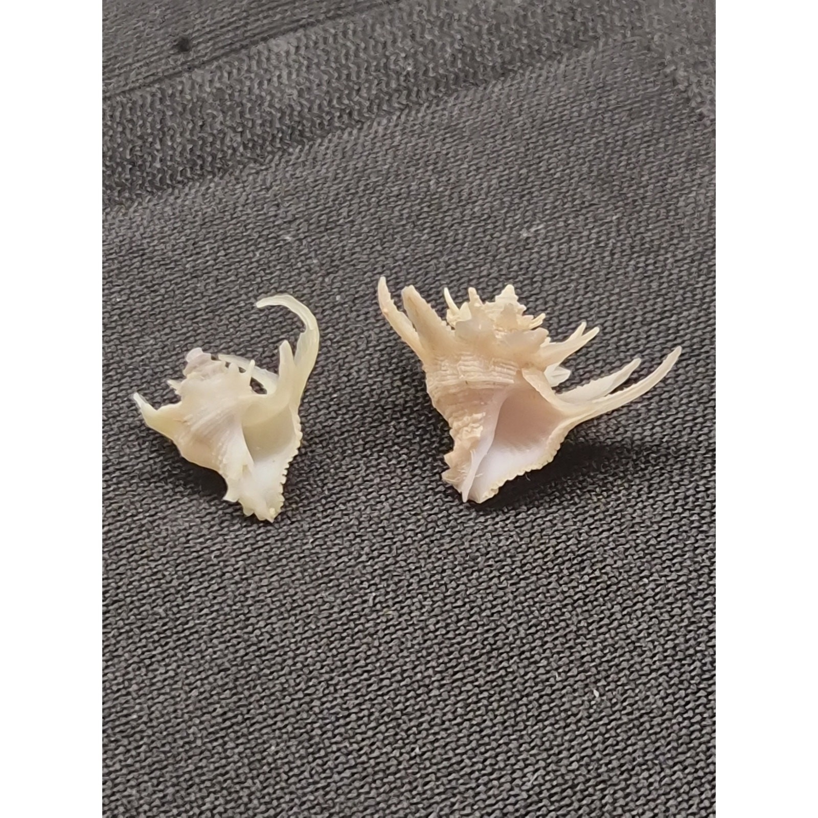 Latiaxis Shell Pair 14mm 7mm Bohol Philippines Phillip Clover Label