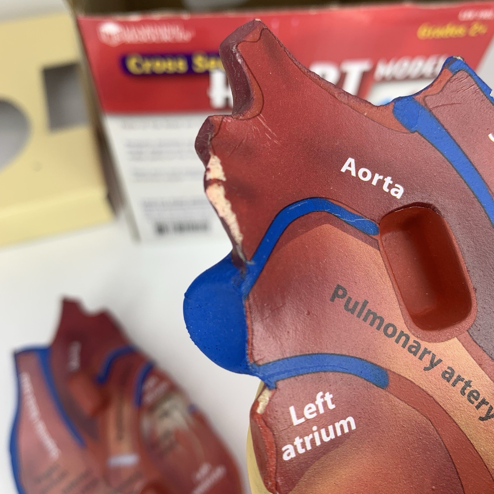 Cross Section HEART Model Learning Resources LER 1902 Soft Foam Anatomy Grade 2+