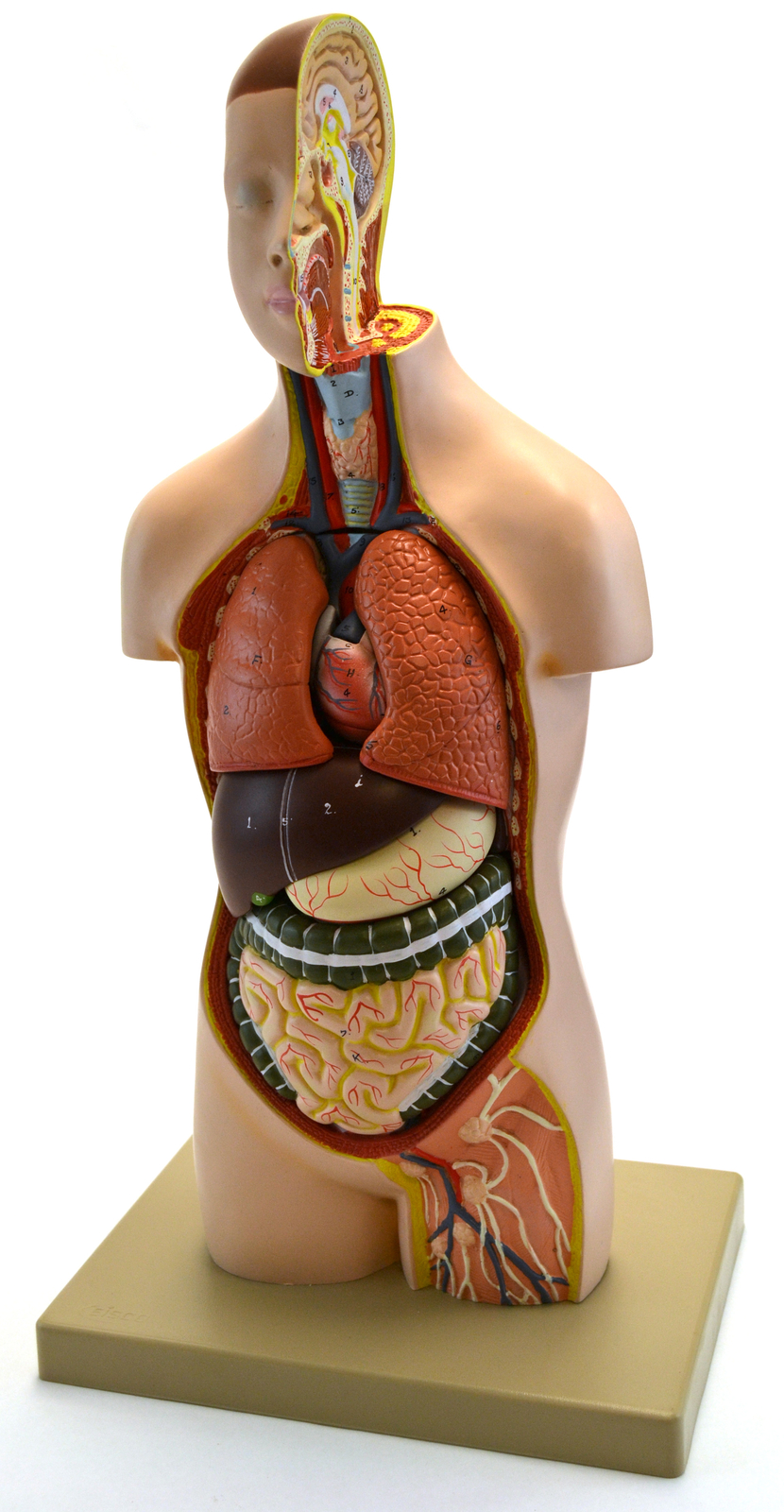 Youth Torso Anatomical Model with Head, 9 parts, Half-Size, Approx. 18″ Height