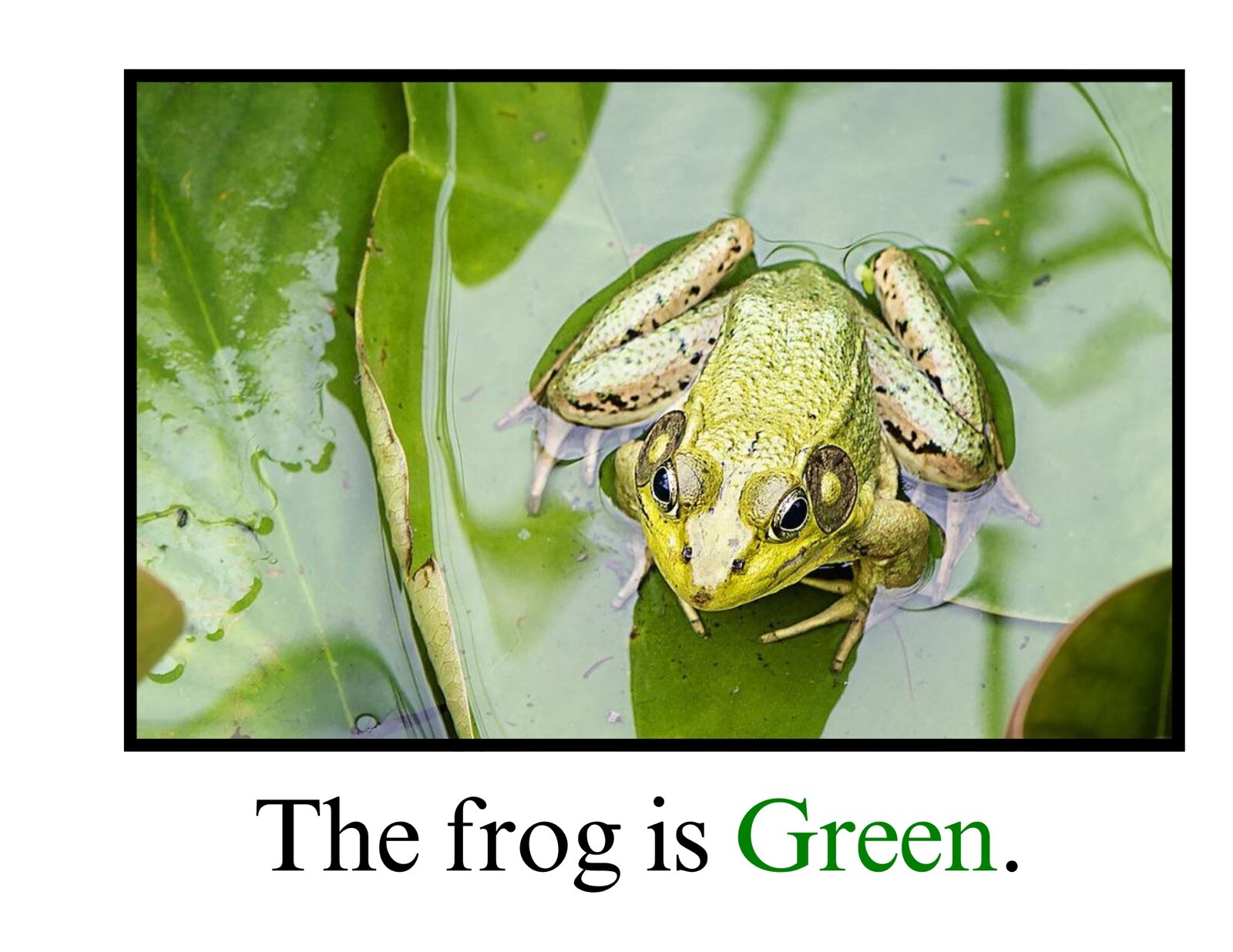 Green | Great And Green | LEARNING COLORS | Spiral Bound Picture Book