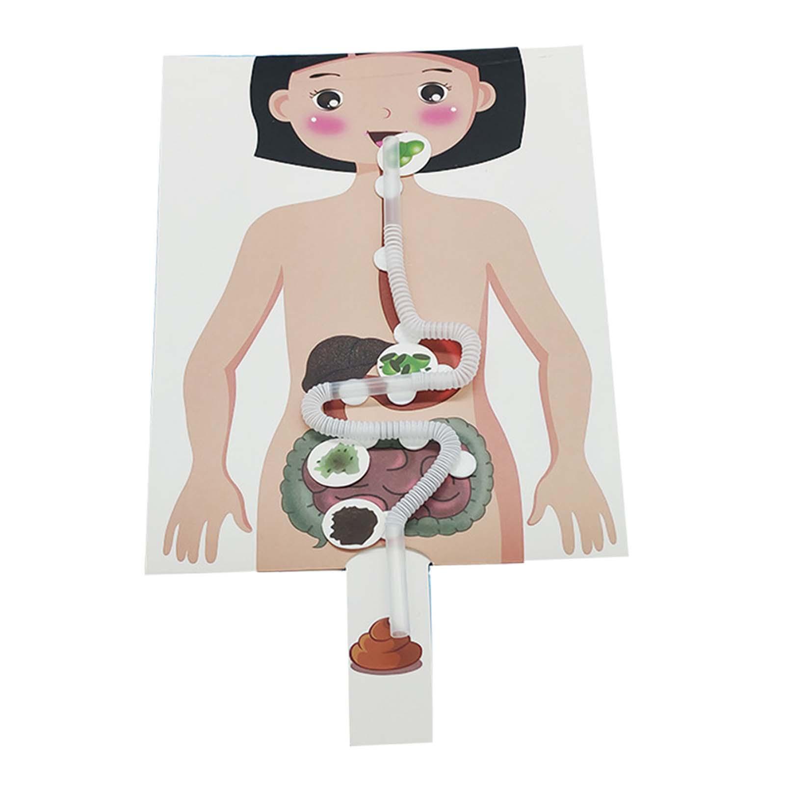 Human Digestive System Model, Human Body Parts, Early Education, 3D Puzzle for