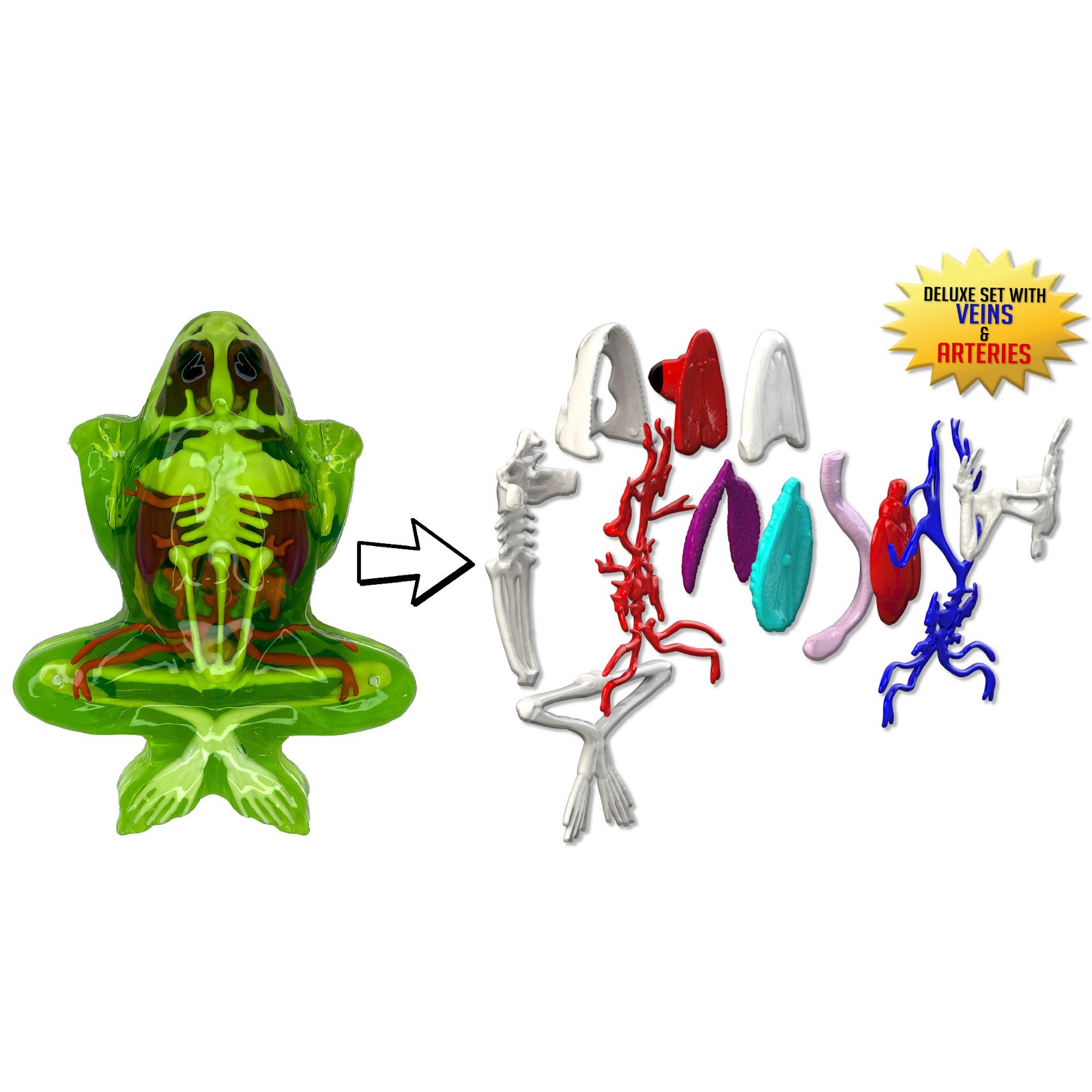 Top Secret Toys: Dissect-It, Deluxe Super Frog Lab, Science Kit, Kids