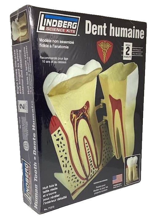 Human Tooth Kit Anatomically Accurate Unassembled Lindberg Science Dental NEW